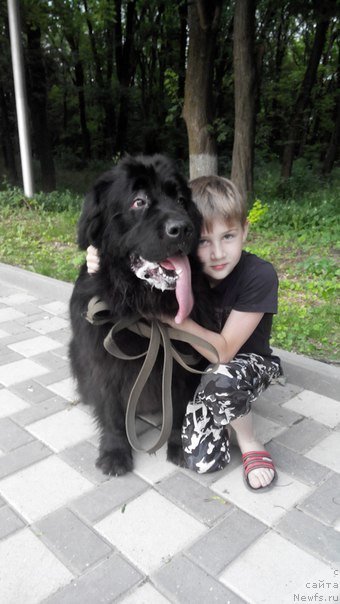 Фото: ньюфаундленд CHernyiy Balu Delli (Черный Балу Делли)