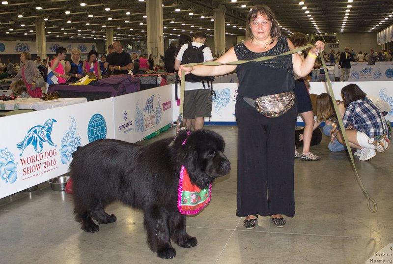 Фото: Liliana Rahmatova (Лилиана Рахматова), ньюфаундленд Matvey s Berega Dona (Матвей с Берега Дона)