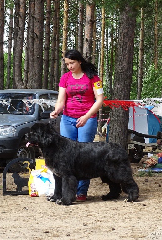 Фото: ньюфаундленд N'yufort Azet Abayya (Ньюфорт Азет Абайя)