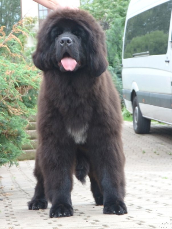 Фото: Сука от, ньюфаундленд Inside My Heart Midnight Bear, и, ньюфаундленд Promise To Love Midnight Bear (Promise To Love Midnight Bear)