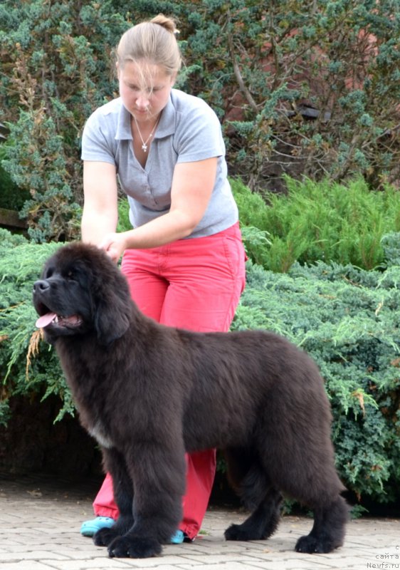 Фото: Сука от, ньюфаундленд Inside My Heart Midnight Bear, и, ньюфаундленд Promise To Love Midnight Bear (Promise To Love Midnight Bear)