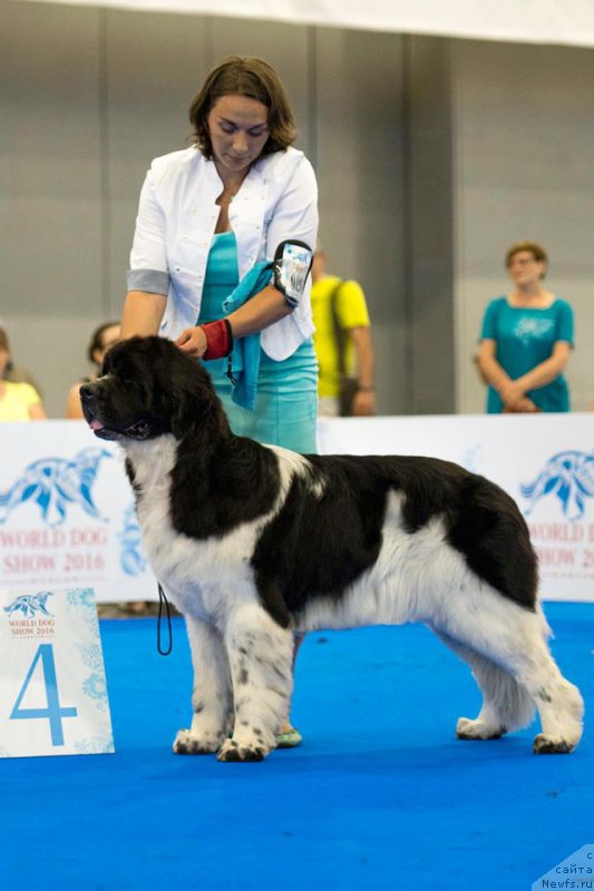 Фото: ньюфаундленд Piternyuf Banzay (Питерньюф Банзай)