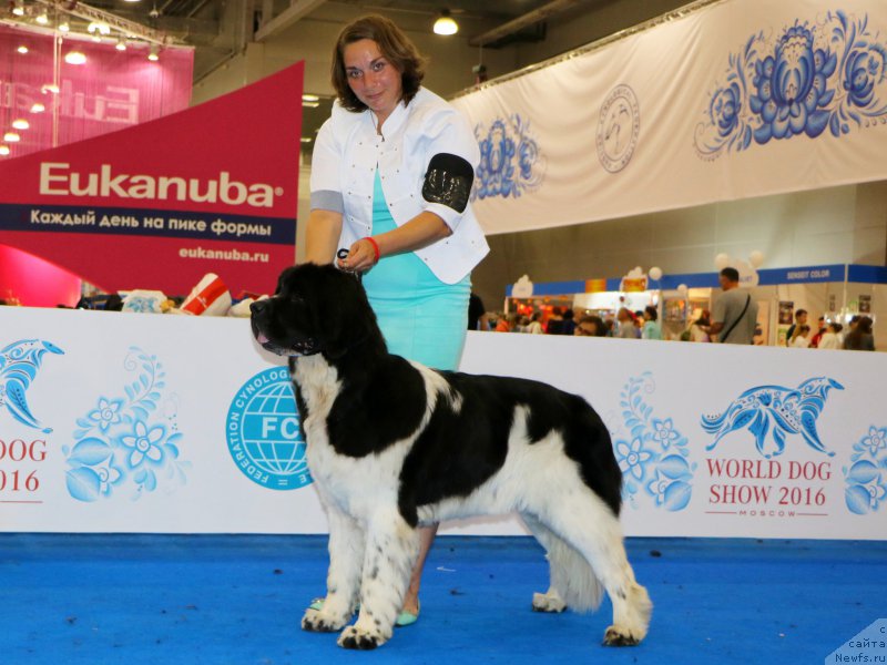 Фото: ньюфаундленд Piternyuf Banzay (Питерньюф Банзай)