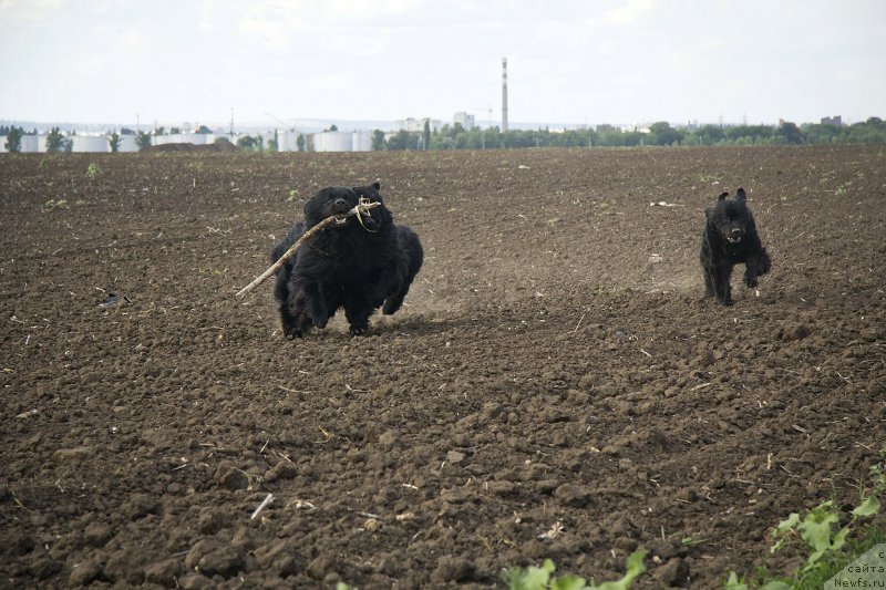 Фотография № 210274