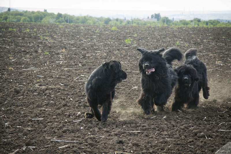 Фотография № 210278