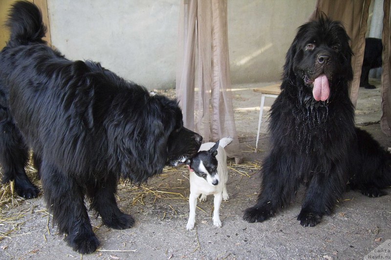 Фото: ньюфаундленд L'vinoe Serdce (Львиное Сердце), Таля, ньюфаундленд CHernyiy Balu Dobryinya (Черный Балу Добрыня)
