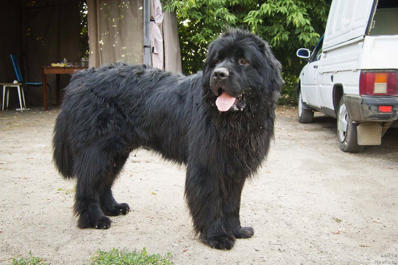 Фото: ньюфаундленд L'vinoe Serdce (Львиное Сердце)