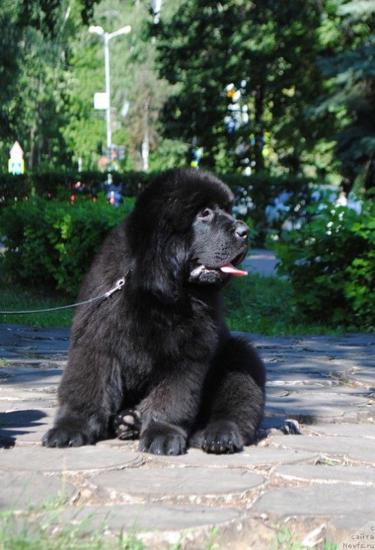 Фото: ньюфаундленд Super Premium Zurich for Keeper Soul (Супер Премиум Цюрих для Кипер Соул)