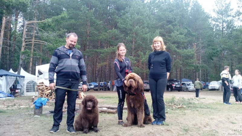 Фото: ньюфаундленд Braunblad MSK Brem Berri (Браунблад МСК Брем Берри)