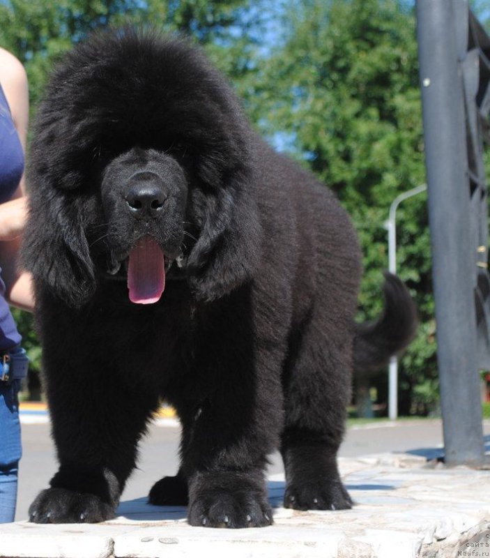 Фотография № 210295