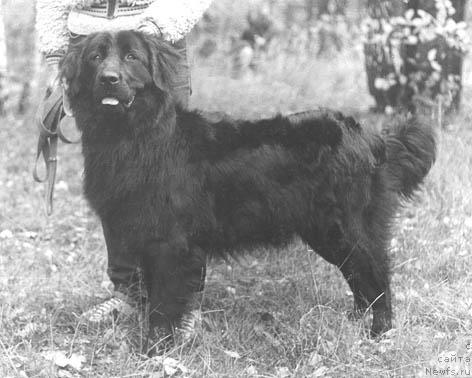 Фото: ньюфаундленд Jenni (Женни)