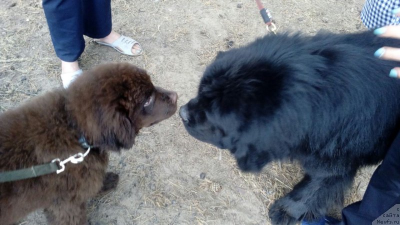 Фото: ньюфаундленд Braunblad MSK Brem Berri (Браунблад МСК Брем Берри)