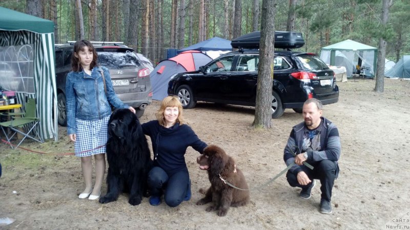 Фото: ньюфаундленд Braunblad MSK Brem Berri (Браунблад МСК Брем Берри)