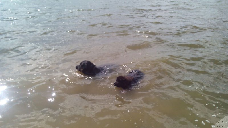 Фото: ньюфаундленд Braunblad MSK Vivitta Kurce (Браунблад МСК Вивитта Курце)