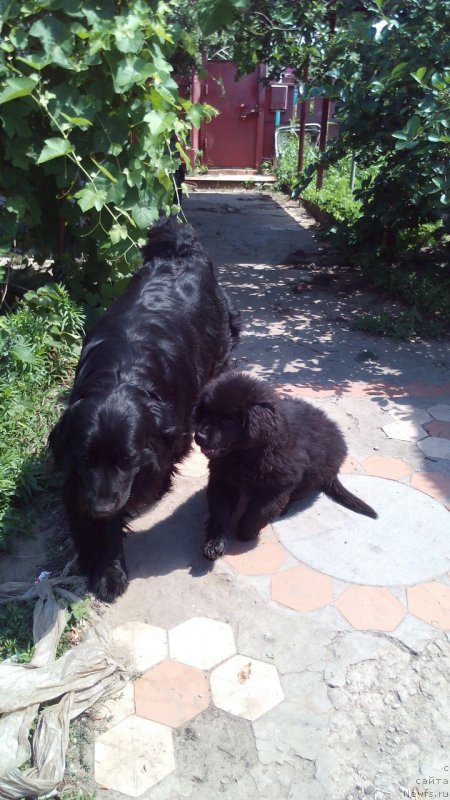 Фото: ньюфаундленд Braunblad MSK Vivitta Kurce (Браунблад МСК Вивитта Курце)