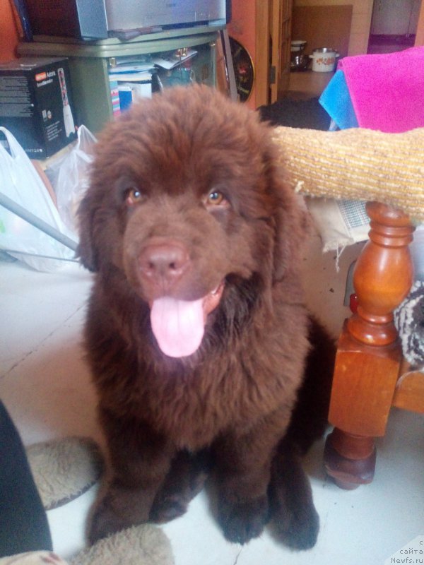 Фото: ньюфаундленд Braunblad MSK Brennan Lois (Браунблад МСК Бреннан Лоис)