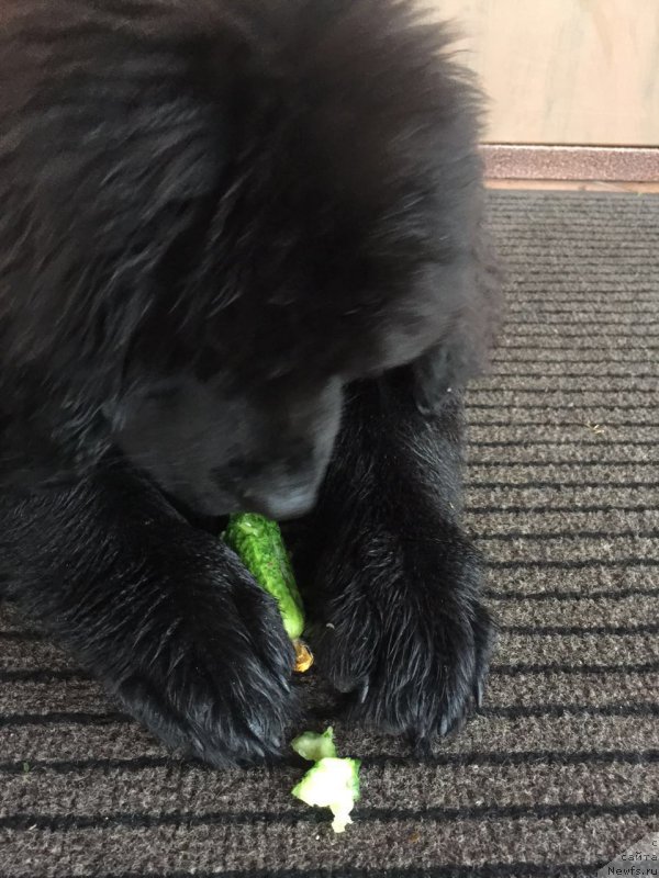 Фото: ньюфаундленд Braunblad MSK Breda Kollin (Браунблад МСК Бреда Коллин)