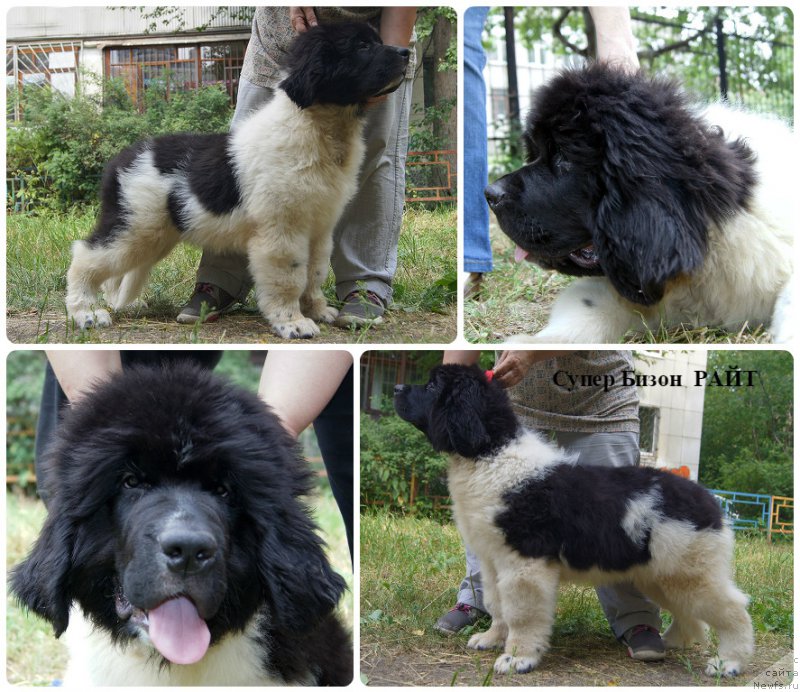 Фотография № 210318