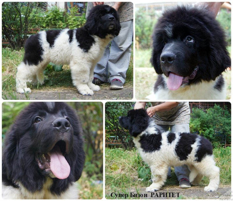 Фотография № 210319