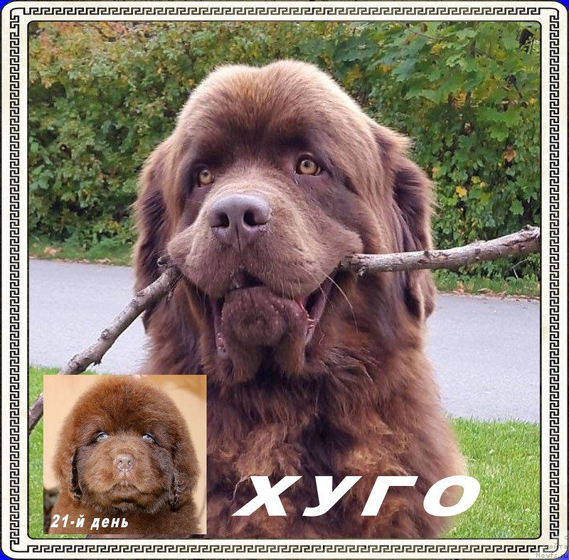 Фото: ньюфаундленд Brownblood MSK Hayes Hago (Браунблад МСК Хаиес Хаго)