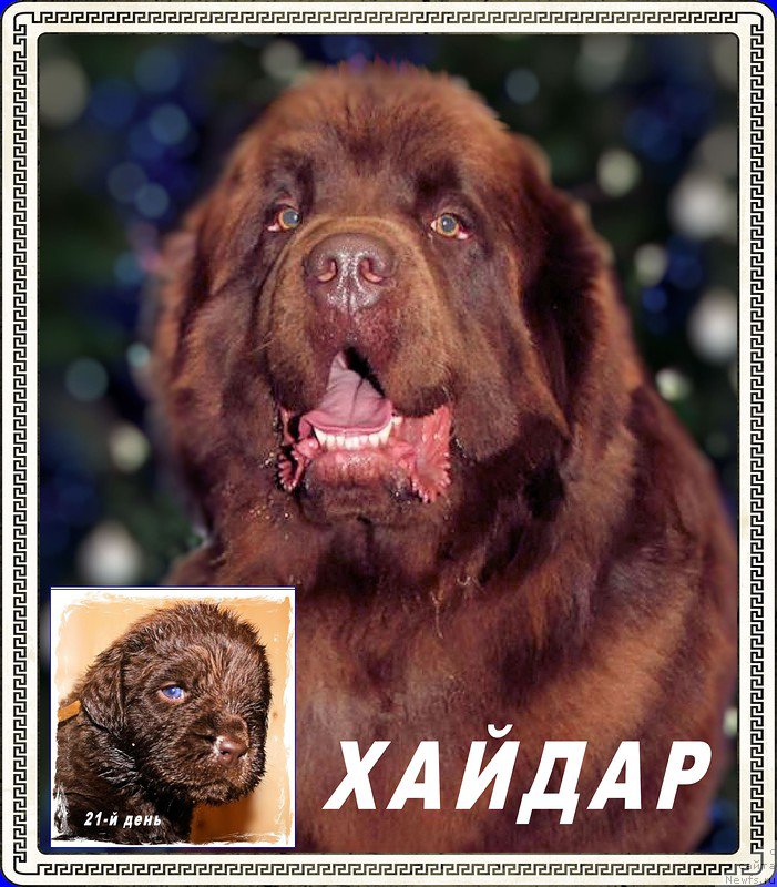 Фото: ньюфаундленд Brownblood MSK Hakim Gold Haydar (Браунблад МСК Хаким Голд Хайдар)
