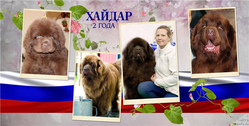 Фото: ньюфаундленд Brownblood MSK Hakim Gold Haydar (Браунблад МСК Хаким Голд Хайдар)