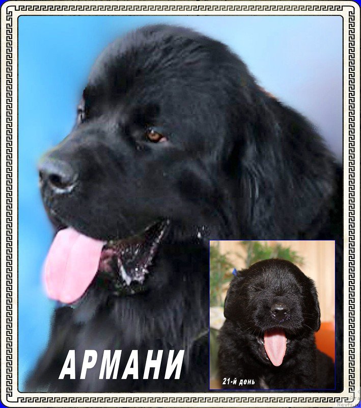 Фото: ньюфаундленд Brownblood MSK Helfi Best Armani (Браунблад МСК Хелфи Бэст Армани)