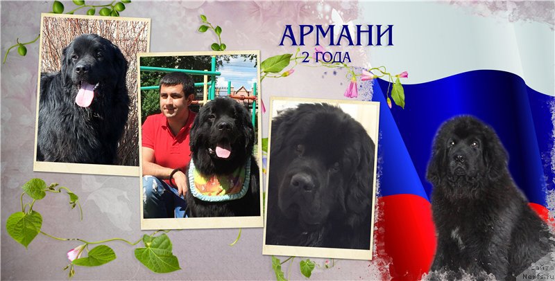 Фото: ньюфаундленд Brownblood MSK Helfi Best Armani (Браунблад МСК Хелфи Бэст Армани)