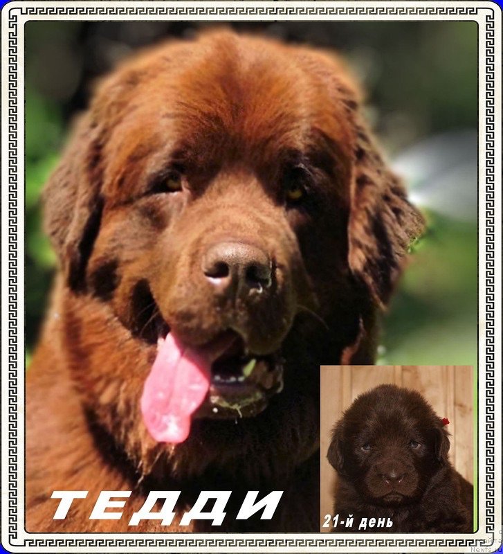 Фото: ньюфаундленд Brownblood MSK Happy Teddy (Браунблад МСК Хэппи Тедди)