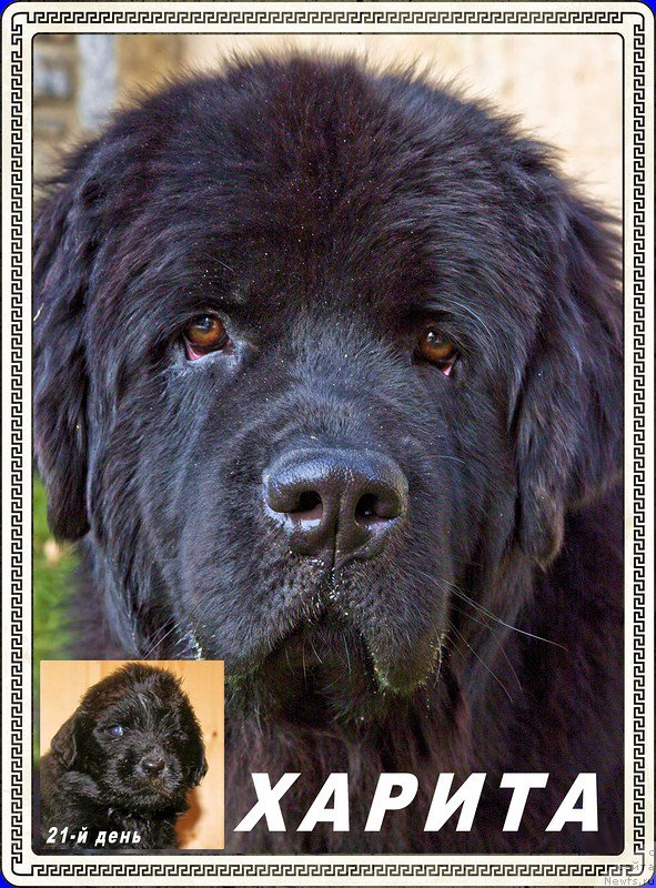 Фото: ньюфаундленд Brownblood MSK Harita Havva (Браунблад МСК Харита Хавва)