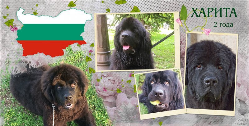 Фото: ньюфаундленд Brownblood MSK Harita Havva (Браунблад МСК Харита Хавва)