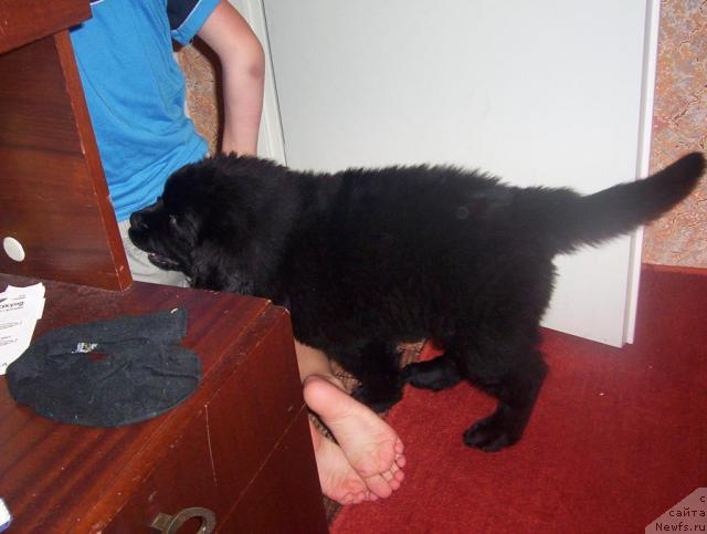 Фото: ньюфаундленд Ai Love Rich (Ай Лав Рич)