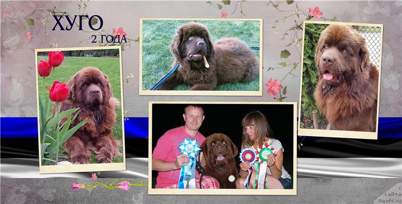 Фото: ньюфаундленд Brownblood MSK Hayes Hago (Браунблад МСК Хаиес Хаго)