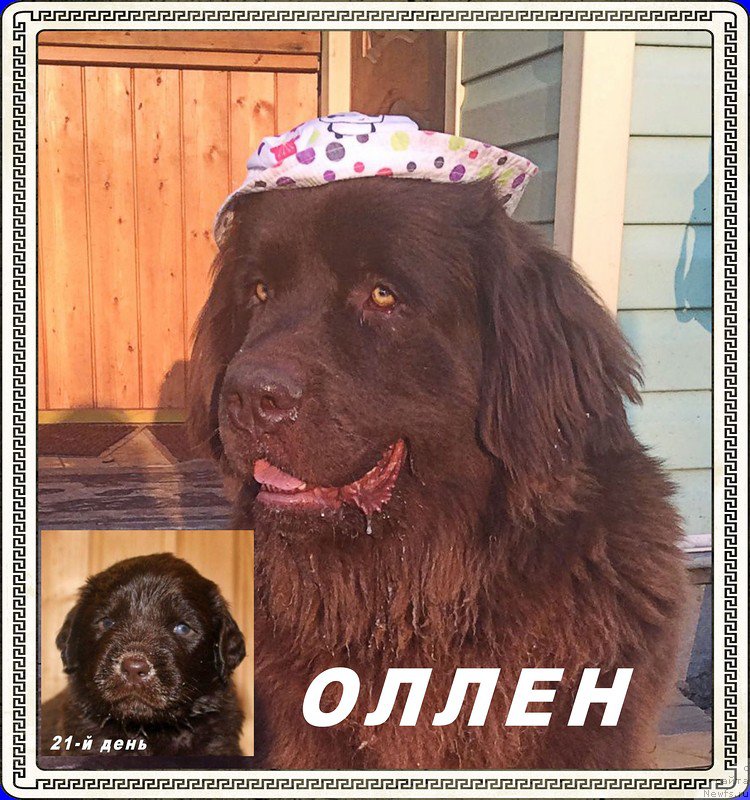 Фото: ньюфаундленд Brownblood MSK Hrica Hacket Ollen (Браунблад МСК Хриса Хаккет Оллен)