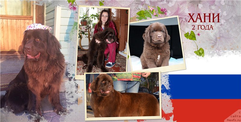 Фото: ньюфаундленд Brownblood MSK Hrica Hacket Ollen (Браунблад МСК Хриса Хаккет Оллен)