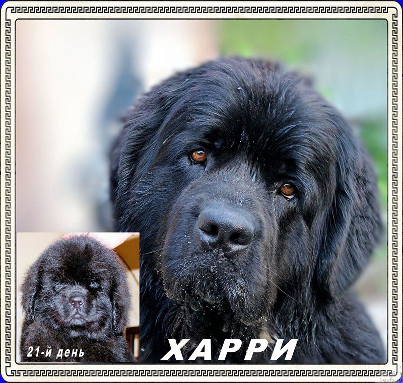 Фото: ньюфаундленд Brownblood MSK Harricane Higgins (Браунблад МСК Харрикейн Хиггенс)