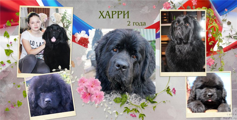 Фото: ньюфаундленд Brownblood MSK Harricane Higgins (Браунблад МСК Харрикейн Хиггенс)
