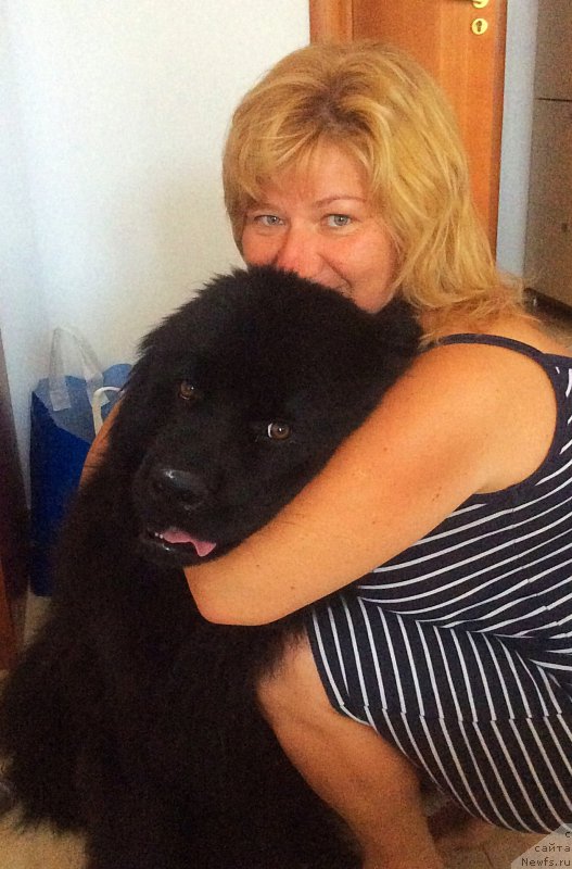 Фото: ньюфаундленд Brownblood MSK Harita Havva (Браунблад МСК Харита Хавва)