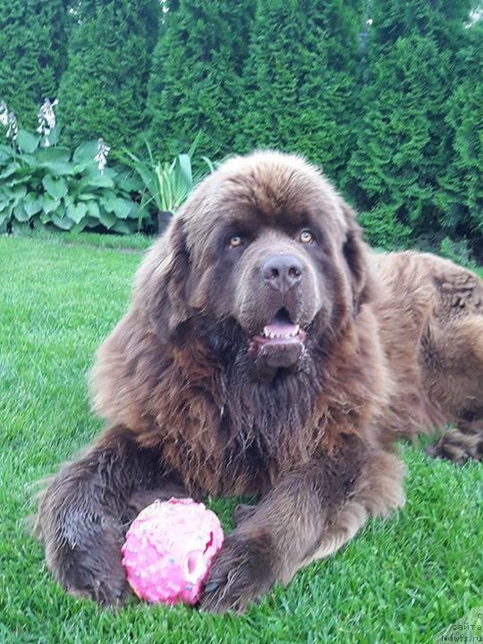 Фото: ньюфаундленд Brownblood MSK Hayes Hago (Браунблад МСК Хаиес Хаго)