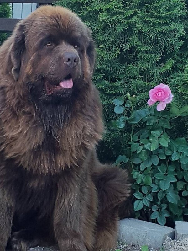 Фото: ньюфаундленд Brownblood MSK Hayes Hago (Браунблад МСК Хаиес Хаго)