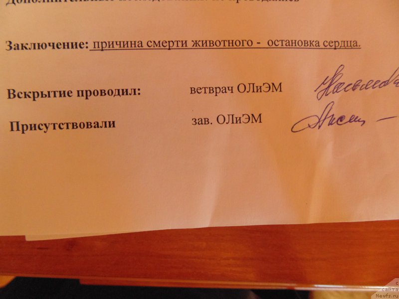 Фото: ньюфаундленд Super Premium Ular (Супер Премиум Улар)