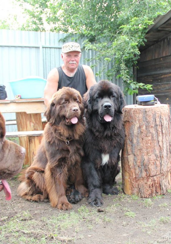 Фото: ньюфаундленд N'yufort Vorojeya (Ньюфорт Ворожея)