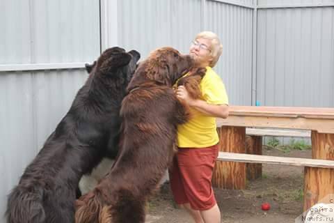 Фото: ньюфаундленд N'yufort Vorojeya (Ньюфорт Ворожея)