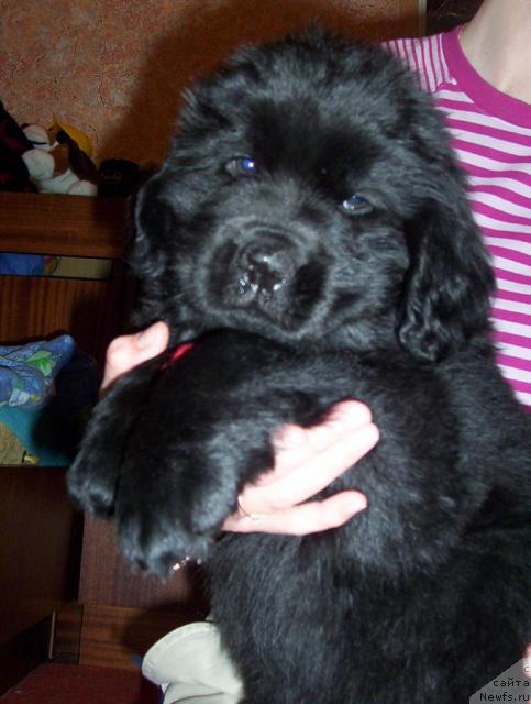 Фото: ньюфаундленд Ai Love Rich (Ай Лав Рич)