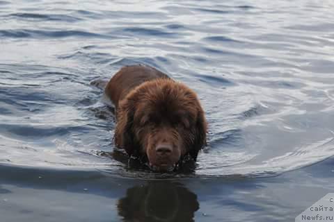Фото: ньюфаундленд N'yufort Vorojeya (Ньюфорт Ворожея)