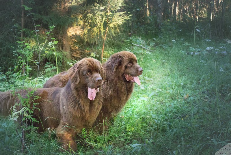 Фото: ньюфаундленд Naomi Tagoliri for Brouwnblood (Наоми Таголири фор Браунблад), ньюфаундленд Sverkayuzhaya Gora Mashame (Сверкающая Гора Машаме)