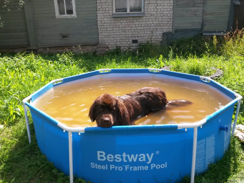 Фото: YUliya Demidova (Юлия Демидова), ньюфаундленд Nikol Gold Star (Николь Голд Стар)