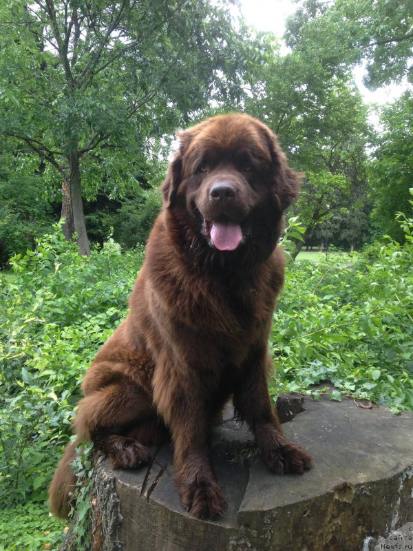 Фото: ньюфаундленд Brownblood MSK Happy Teddy (Браунблад МСК Хэппи Тедди)