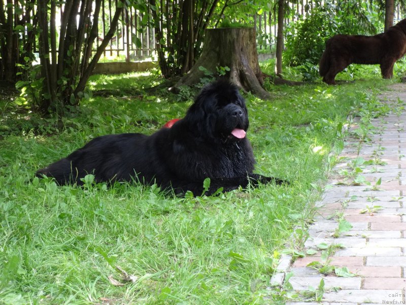 Фото: ньюфаундленд N'yufort Carica Nochi (Ньюфорт Царица Ночи), в очень гостеприимном доме, Elena SHigal' (Елена Шигаль)