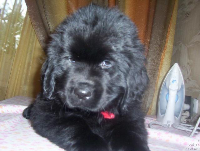 Фото: ньюфаундленд Ai Love Rich (Ай Лав Рич)